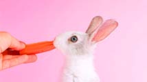 cute white bunny with carrot