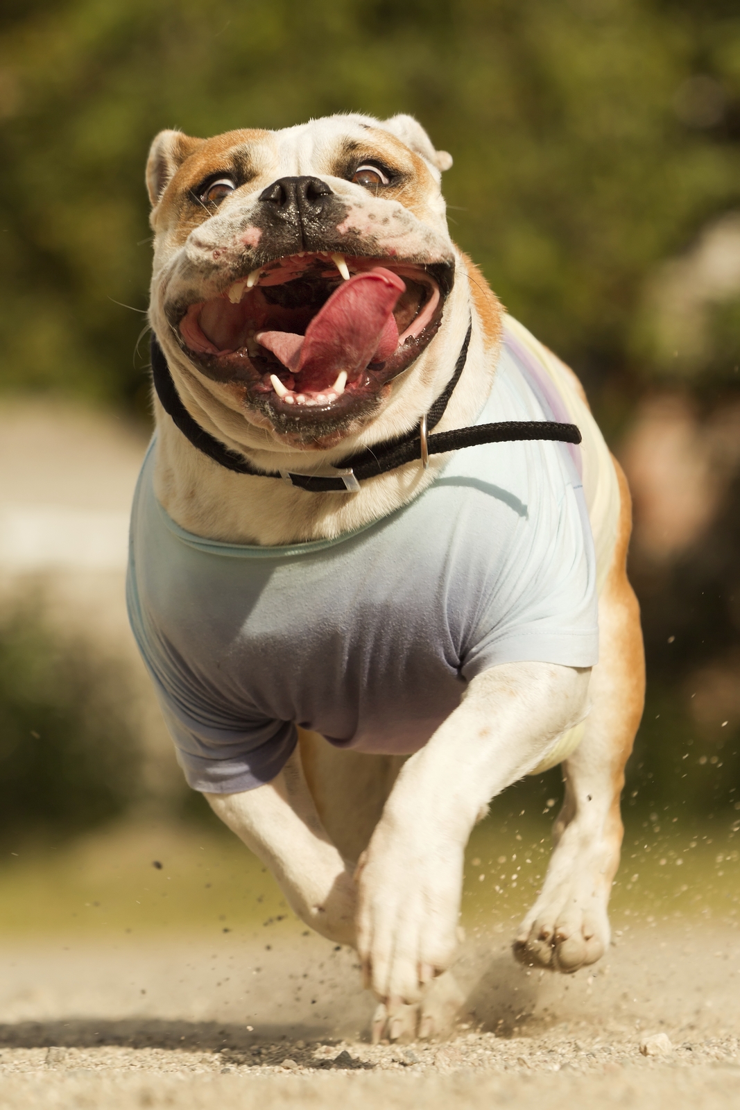 Bulldog Running