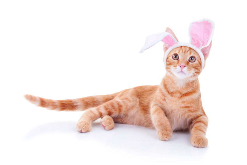 easter bunny copy cat